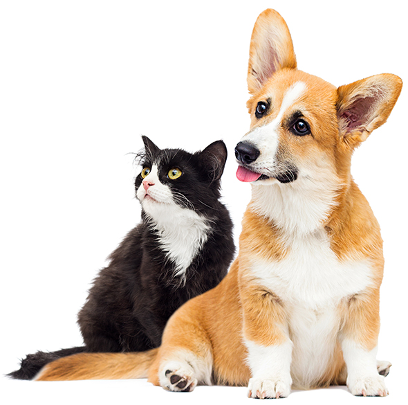 A corgi and cat