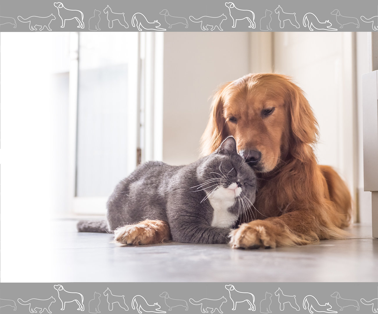 Dog and cat resting together