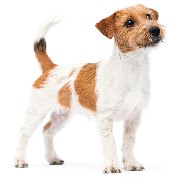 A Jack Russell