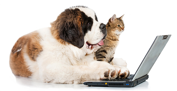 A dog and cat using a laptop